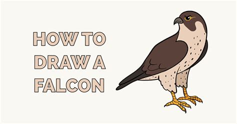 How to Draw a Falcon - Really Easy Drawing Tutorial Cartoon Drawings Of ...