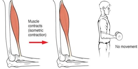 Isometric vs isotonic contraction - Healthybodyathome