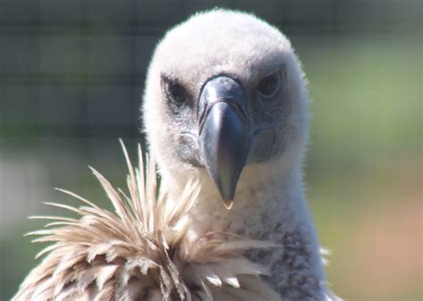 Centre's endangered Cape vulture gets a mate | South Coast Sun