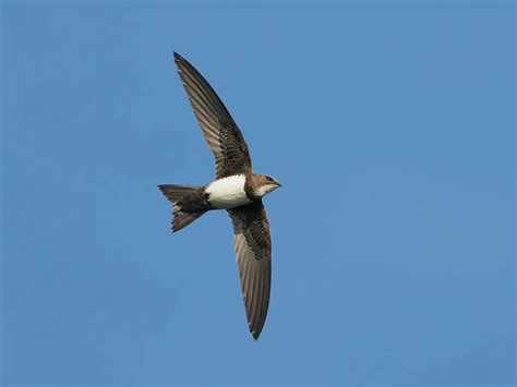 Alpine Swift Bird Facts (Tachymarptis melba) | Birdfact