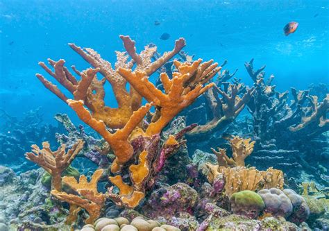 The Caribbean coral Acropora palmata will not vanish without a fight ...