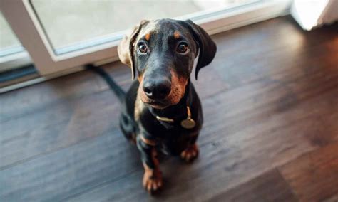 4 Top Doberman Training Tips—Plus Guides to Potty Training, Obedience ...