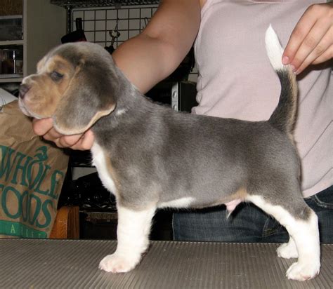 Blue tri beagle pup. | Beagle colors, Beagle puppy, Beagle dog