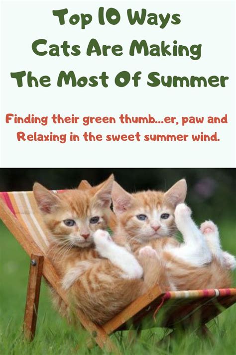 Top 10 Ways Cats Are Making The Most Of Summer | Cats, Cute cats and ...