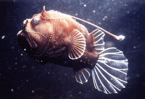 A deepsea anglerfish, Bufoceratias wedli - The Australian Museum