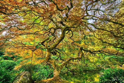 Famous Portland Japanese Garden Maple Tree Photo | Richard Wong Photography