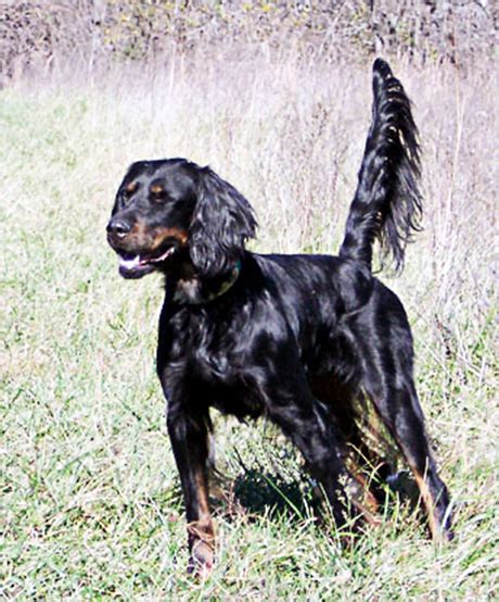 Gordon Setter - Ultimate Upland Bird Dogs, grouse and quail hunting