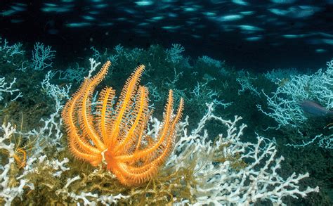 Deep-sea corals feel the flow | Science