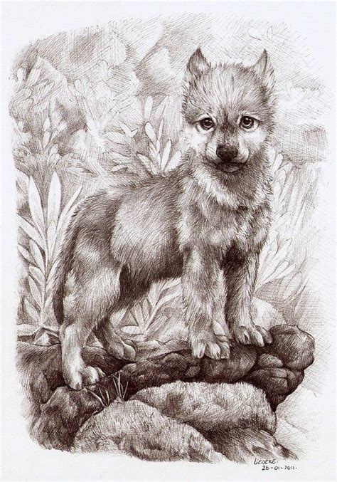 wolf cub | Animal drawings, Wolf pictures, Wolf drawing