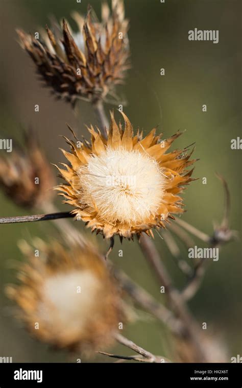 Carlina white hi-res stock photography and images - Alamy