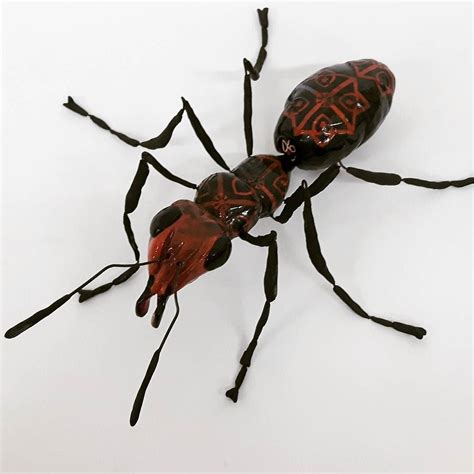 Do Ants Have Antlers - Animals