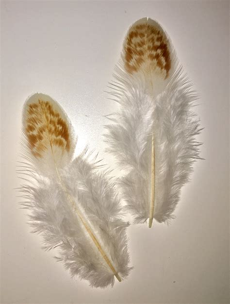 Red Cornish Chicken Hen Feathers - Medium Bag | Natural Feathers... In ...