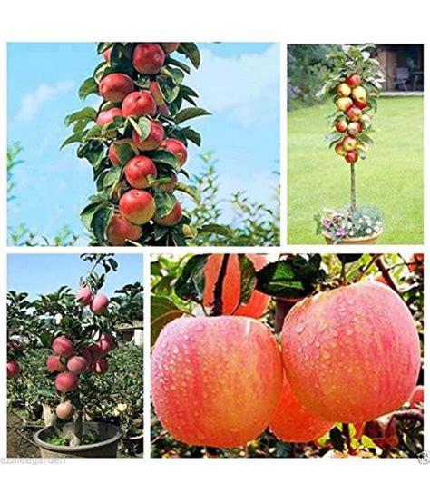 Bonsai Apple Tree Seeds - Pack of 10 seeds: Buy Bonsai Apple Tree Seeds ...