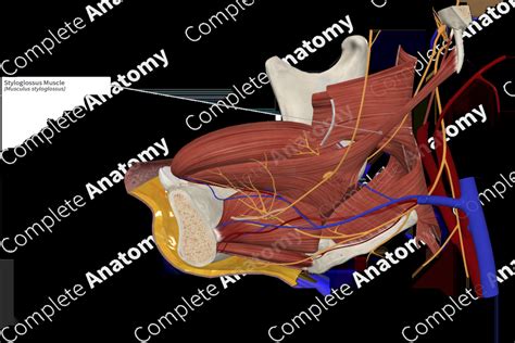 Styloglossus Muscle | Complete Anatomy