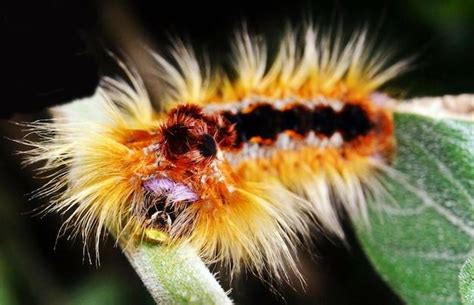 Meet the Lobster Moth Caterpillar: Fascinating Facts & Mysteries ...