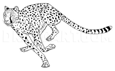 a cheetah is running across the ground coloring page