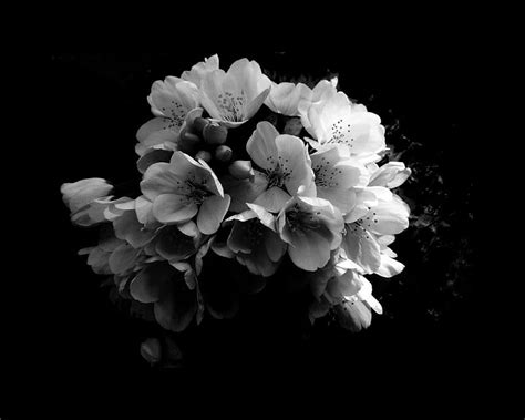 Black and White, sakura, bunch, flower, blossoms, HD wallpaper | Peakpx