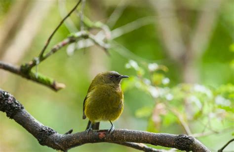 Bellbird/korimako : New Zealand native land birds