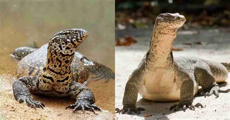 Water Monitor Lizard Vs Komodo Dragon