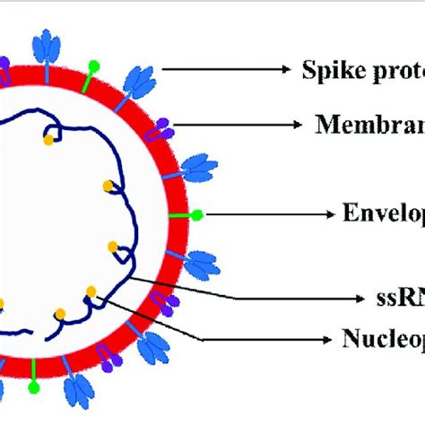 Schematic representation of SARS-CoV-2 virion structure. The schematics ...