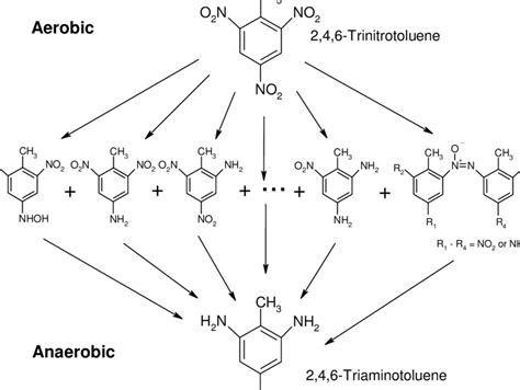 Reduction of 2,4,6-trinitrotoluene. | Download Scientific Diagram