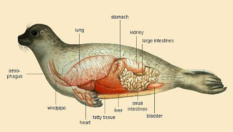 harp seal anatomy - Google Search | Zoology2: lesson3 | Animals ...