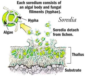 Lichen Terminology | Undergraduate Biology Program