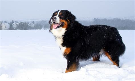 The 13 Best Dog Breeds For Cold Weather Living | Dogzira