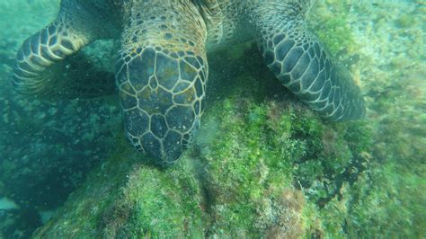 Snorkeling Concha de Perla, Isabela | Snorkeling the Galápagos Islands