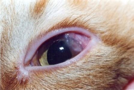 Common Eye Problems in Cats and Dogs — Elite Veterinary Care