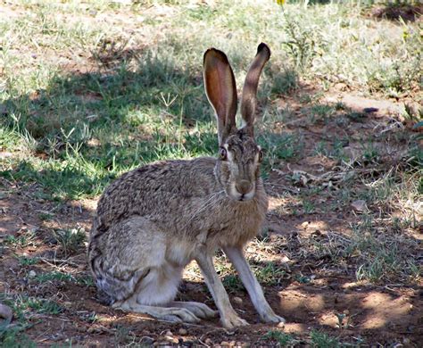 Wild Rabbit Species around the Globe