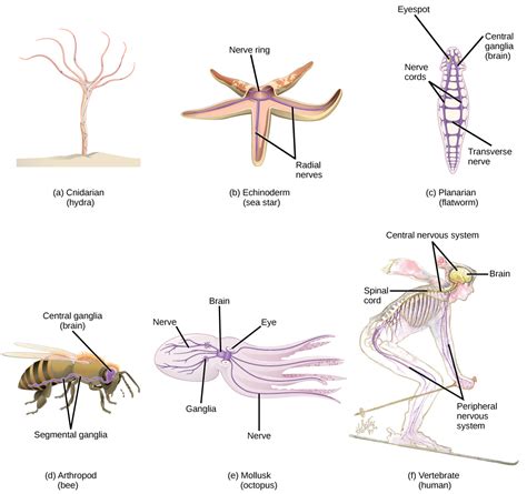 16.1 Neurons and Glial Cells – Concepts of Biology-1st Canadian Edition ...