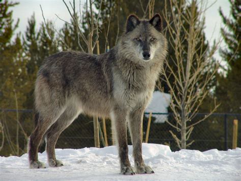 Conservation - The Wolves of Yellowstone Park: | Young People's Trust ...