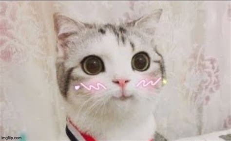 Uncomfortable Face Meme Cute Cat Uwu - lagunaattorney