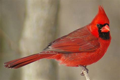 Understanding the Behavior of Trapped Cardinal Birds - Birds Of The Wild