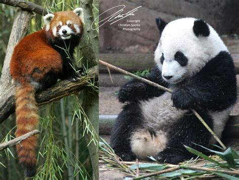 Red Panda next to Giant Panda! | Red panda, Panda, Blog photography