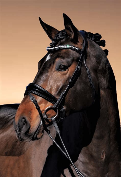 Anatomical Dressage Bridles – Solo Equine