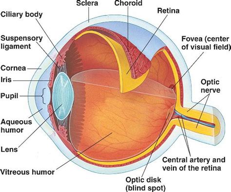 Anatomy Of The Eye And Ear