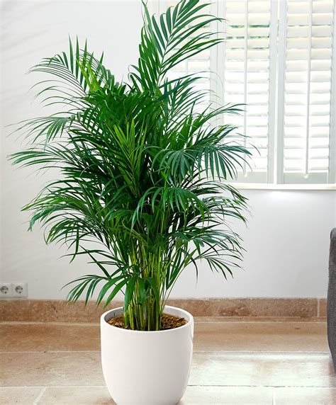 Areca Palm- 1x delivery height 45-55 cm, pot size ø 12 cm | Inside ...