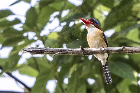 KINGFISHER, Banded | Alcedinidae | Ted Center | Flickr