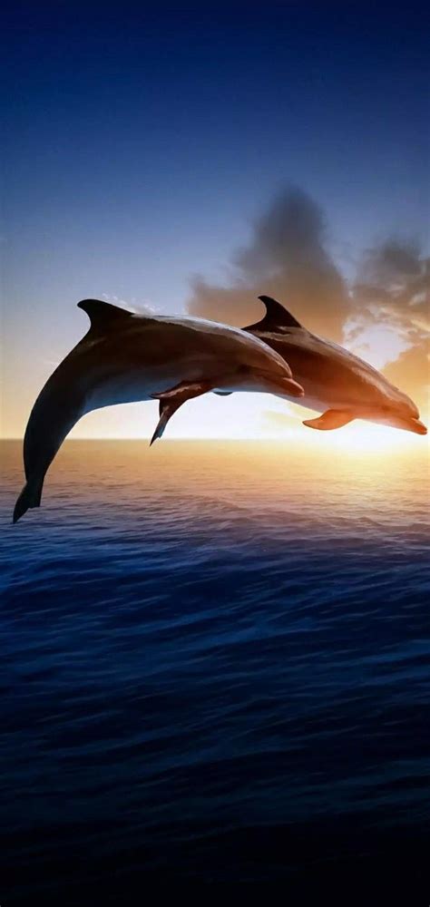 DolphIn HD Wallpaper android | Dolphin photos, Beautiful sea creatures ...