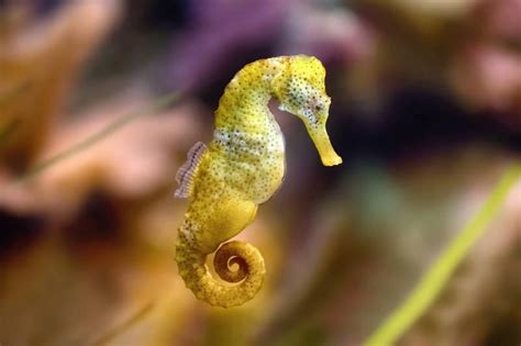 Long-snouted seahorse: A wild species of fish threatened with ...