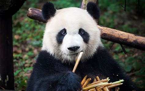 Pandas Eating Bamboo