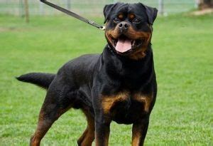 21 Best Guard Dog Breeds List of 2020