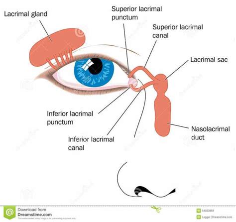 Anatomy Of Lacrimal Gland | MedicineBTG.com