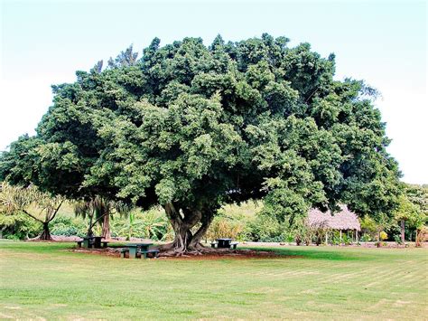 Magic of Peepal Tree | Worship Peepal Tree and Stay blessed