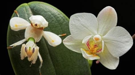 Secrets Of The Orchid Mantis Revealed – It Doesn’t Mimic An Orchid ...