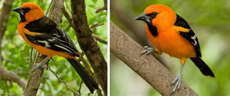 The 7 Oriole Species in Texas! (w/ Range Maps) - Bird Watching HQ