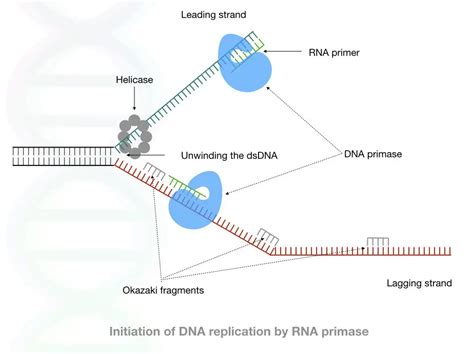 Meet DNA Primase: The Initiator Of DNA Replication