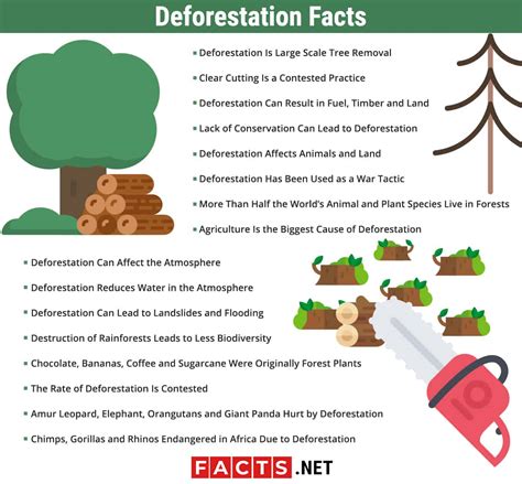 16 Deforestation Facts - Causes, Effects, Solutions & More | Facts.net